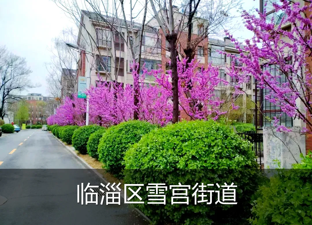 临淄区雪宫街道
