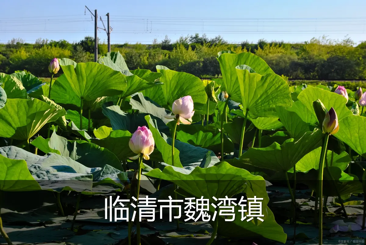 临清市魏湾镇