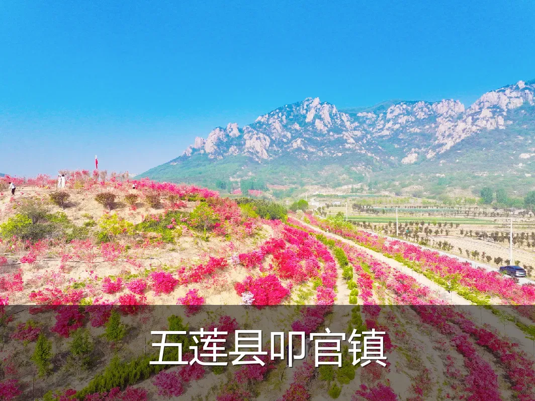五莲县叩官镇