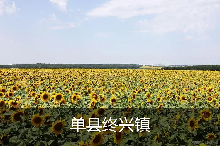 单县终兴镇