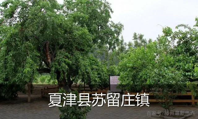 夏津县苏留庄镇