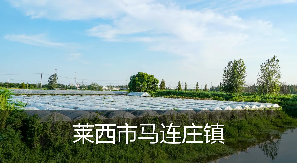 莱西市马连庄镇