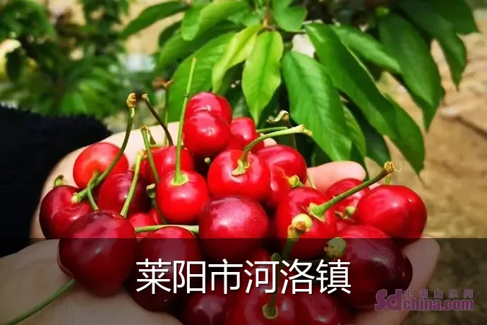 莱阳市河洛镇