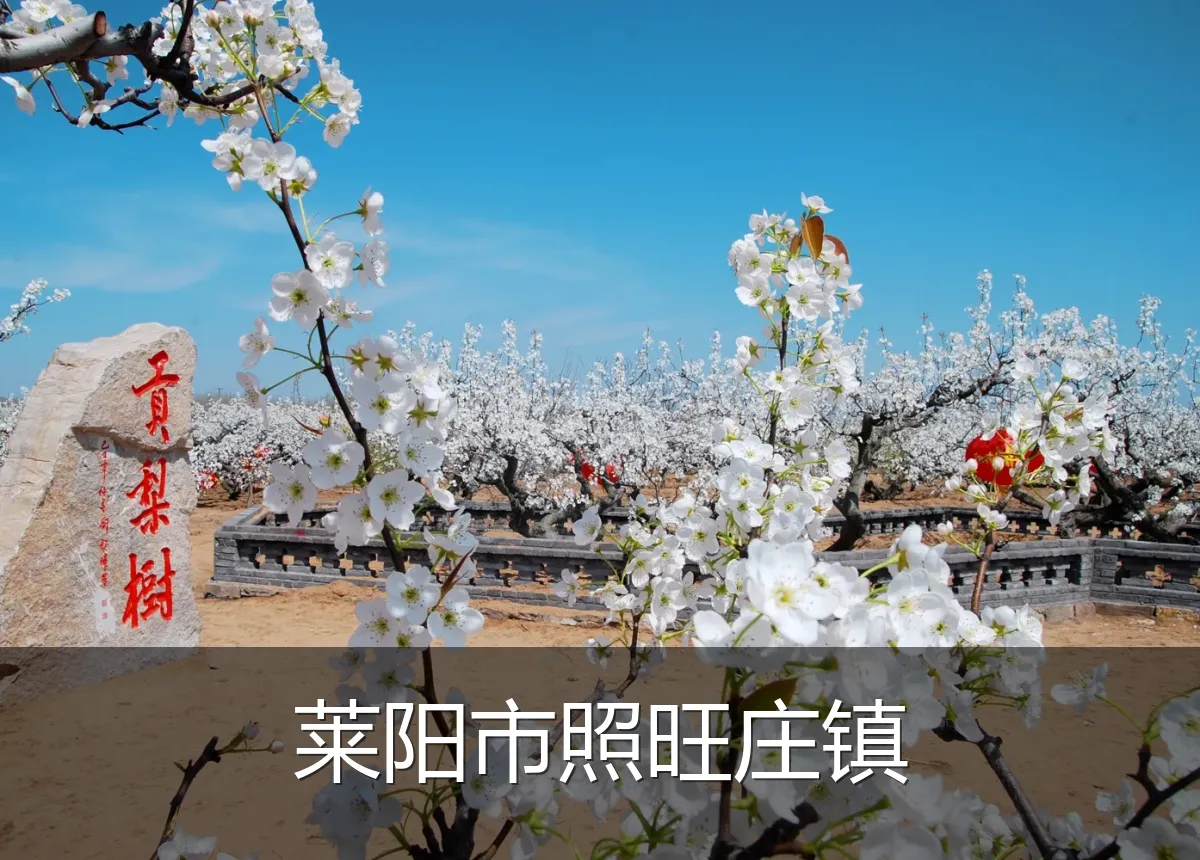 莱阳市照旺庄镇
