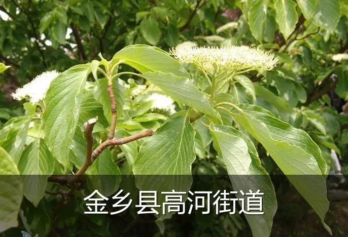 金乡县高河街道